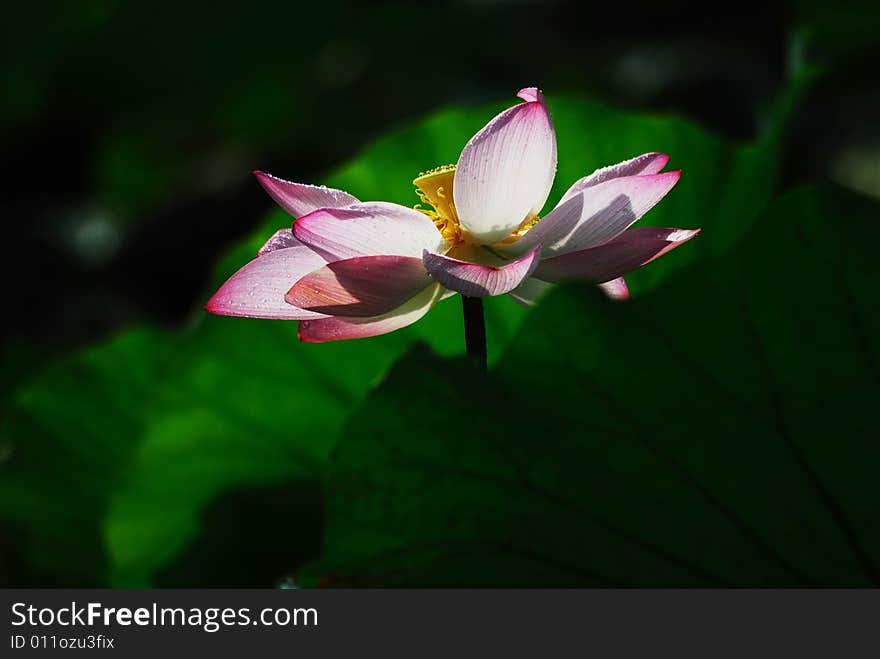 This picture of the water lily in pink was taken in the morning.