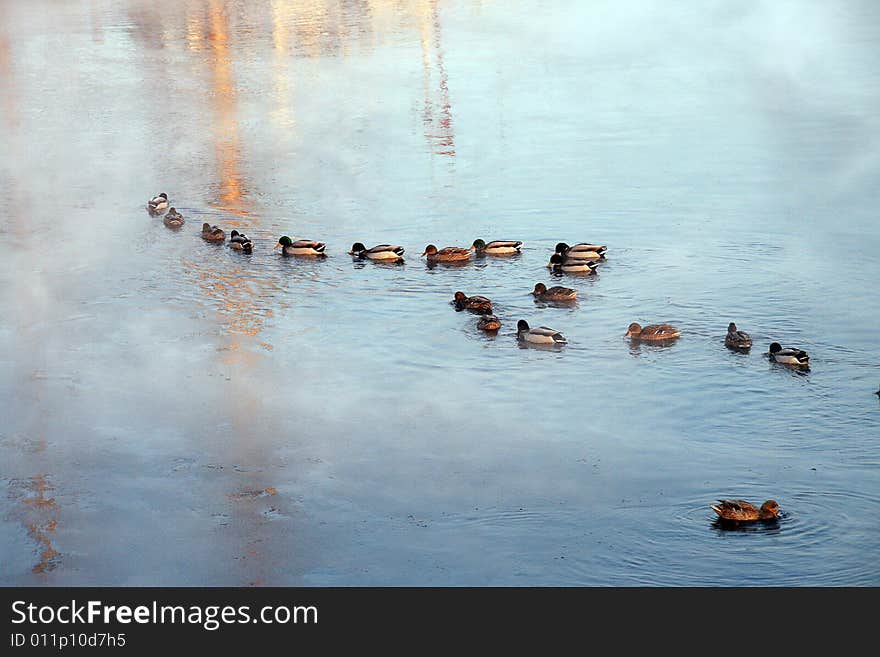 A duck chain on the winter river. A duck chain on the winter river