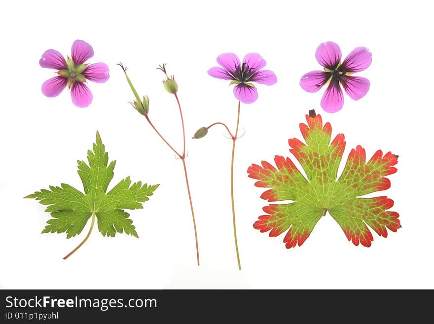 Chrysanthemum flowers seeds buds and leaves