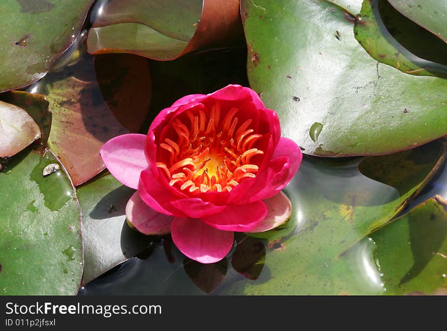 Red water lily