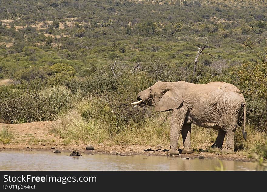 Single fairly large African elephant drinking water from a dam. Single fairly large African elephant drinking water from a dam