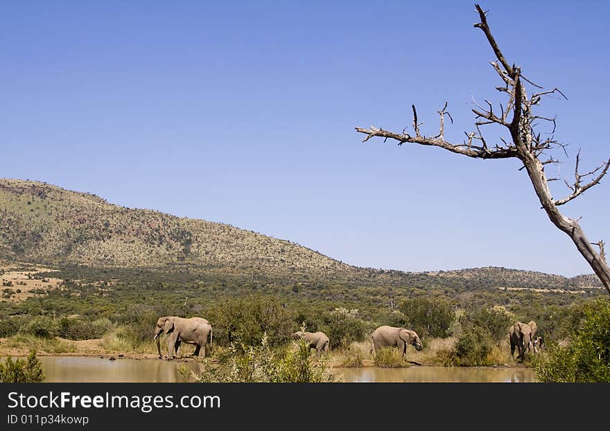 Several large African elephants drinking water at a small dam. Several large African elephants drinking water at a small dam