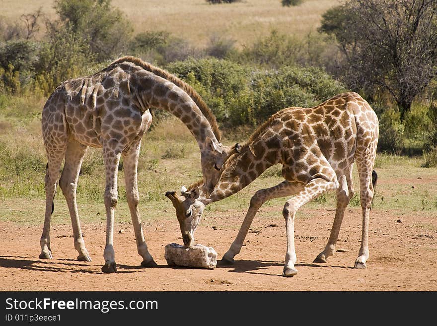 Two beautiful giraffe bending down to lick some salt on the ground. Two beautiful giraffe bending down to lick some salt on the ground