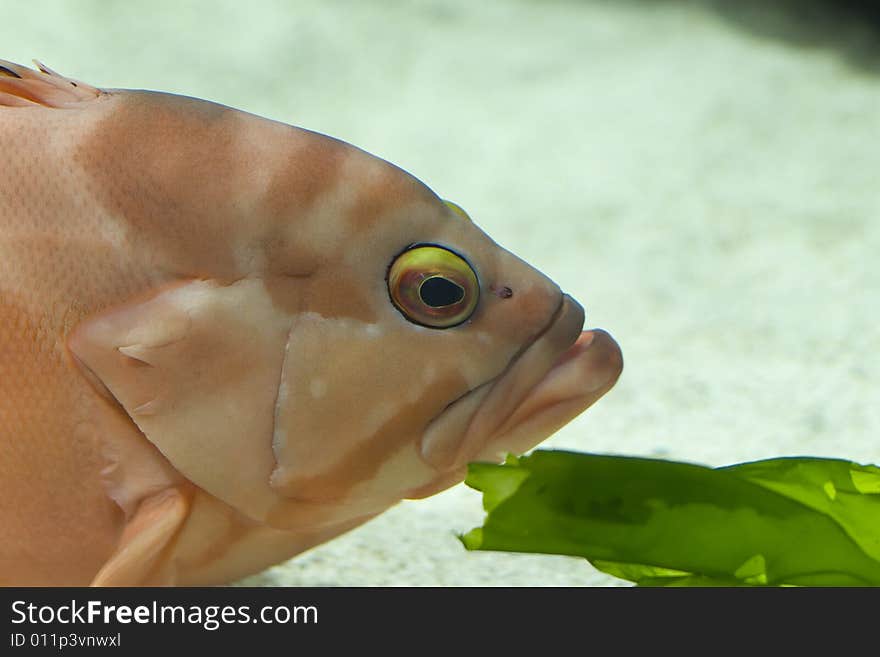 A big orange fish next to sea plant