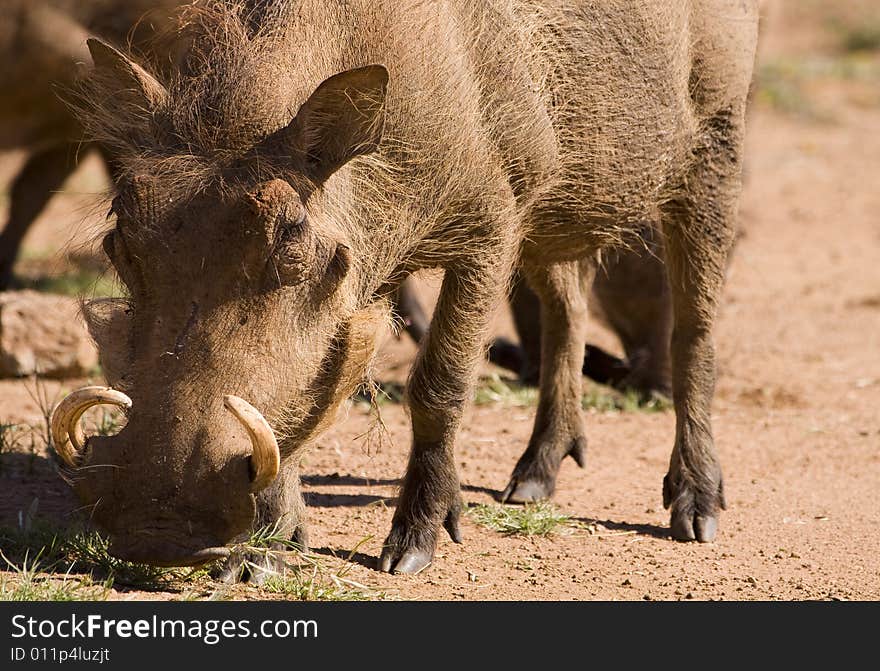 Couple of African Warthogs looking for something juice to eat during winter