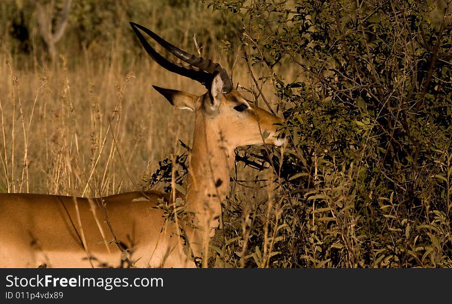 African Impala eating from a nearby bush where there are green leaves