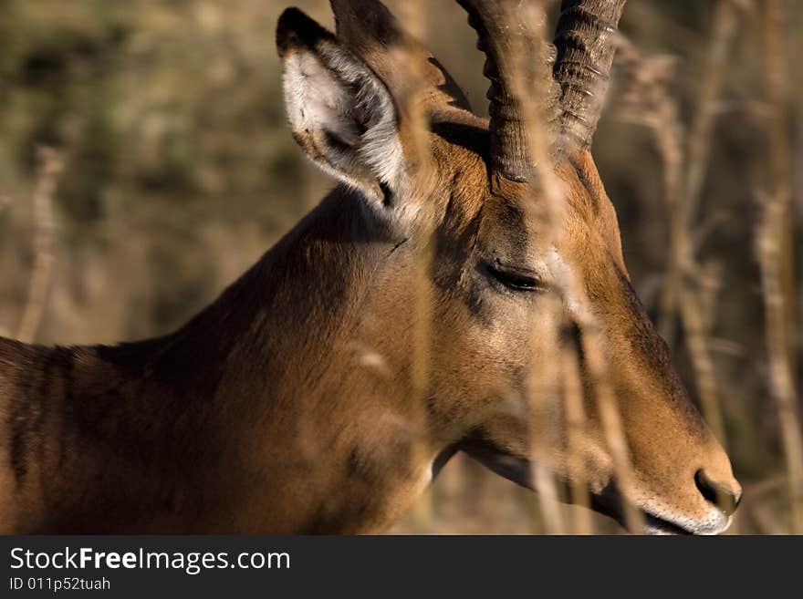 African Impala walking through the bush with his eyes closed