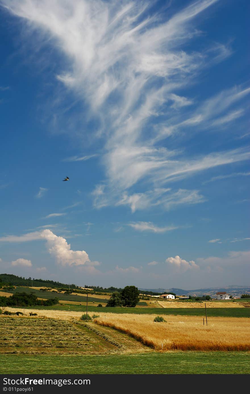 Summer landscape