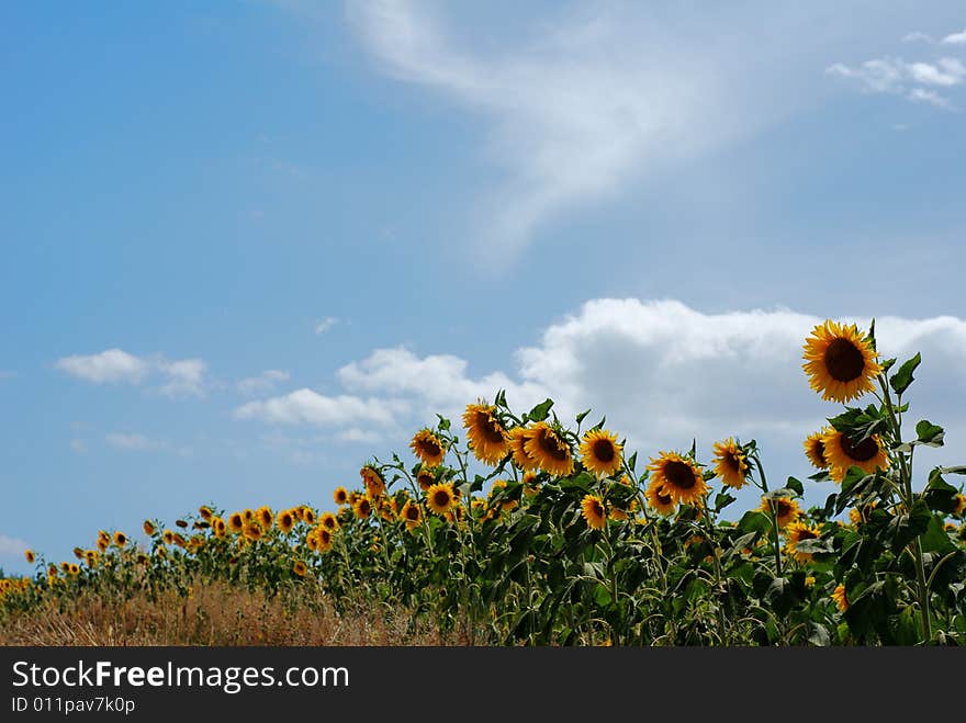 Sunflowers in a row