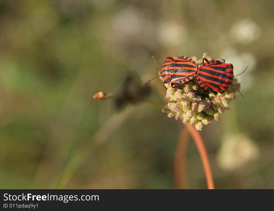 Two bugs during mateing on the flower. Two bugs during mateing on the flower.