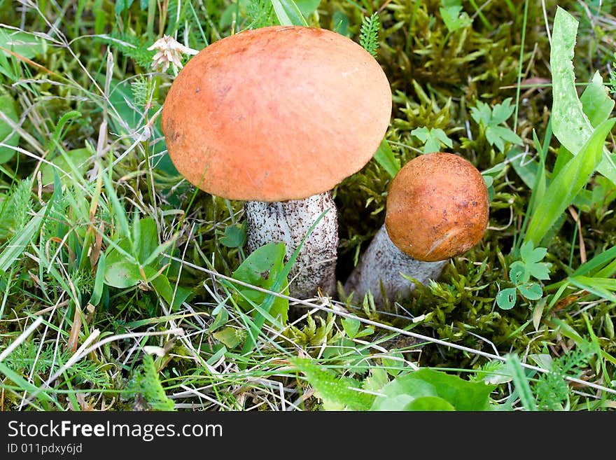 Close-up two orange-cup boletuses in forest