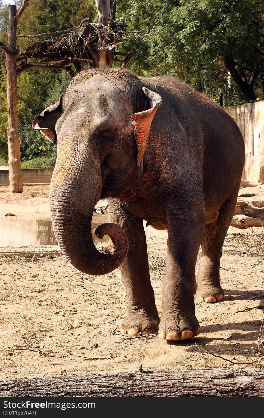 Elephant standing in the zoo Prague