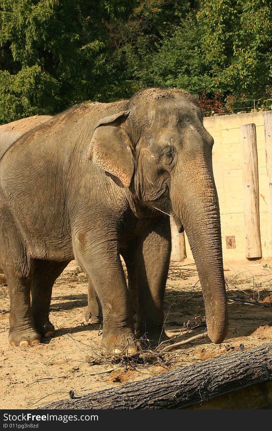 Elephant standing in the zoo Prague