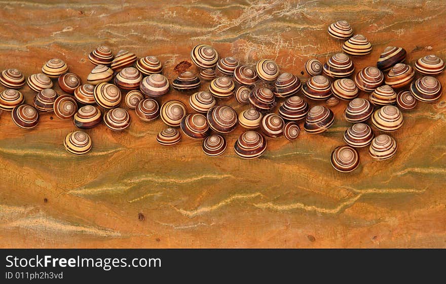 Bradybaena snails, Indonesia