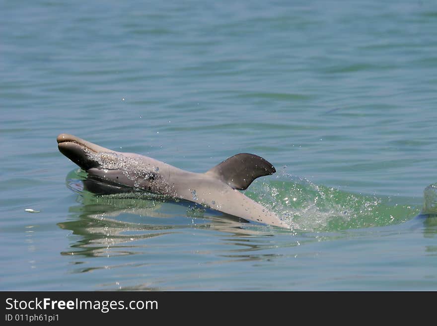 Dolphin, Monkey Mia beach, Western Australia