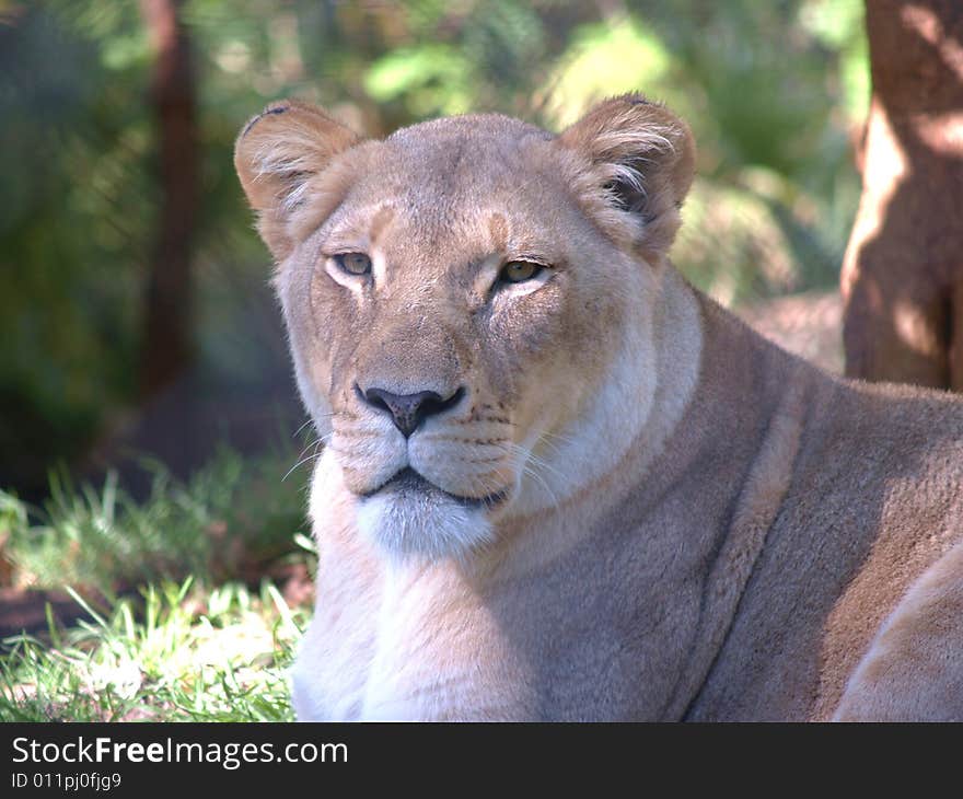 A female lion sits quietly in the sun. A female lion sits quietly in the sun.