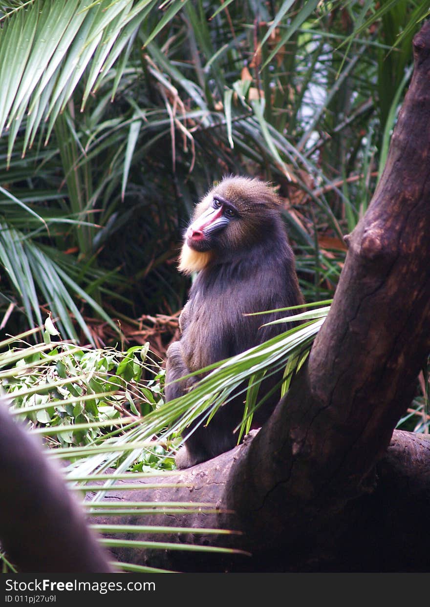 A mandrill sitting looking towards the camera.