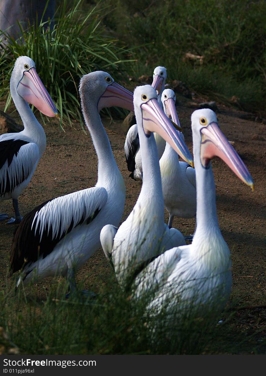 Six pelicans on a mission. Six pelicans on a mission.