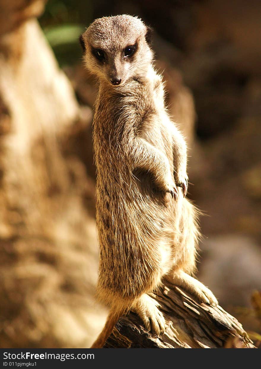 A meerkat sits posing for the camera. Cheeky little critter.........