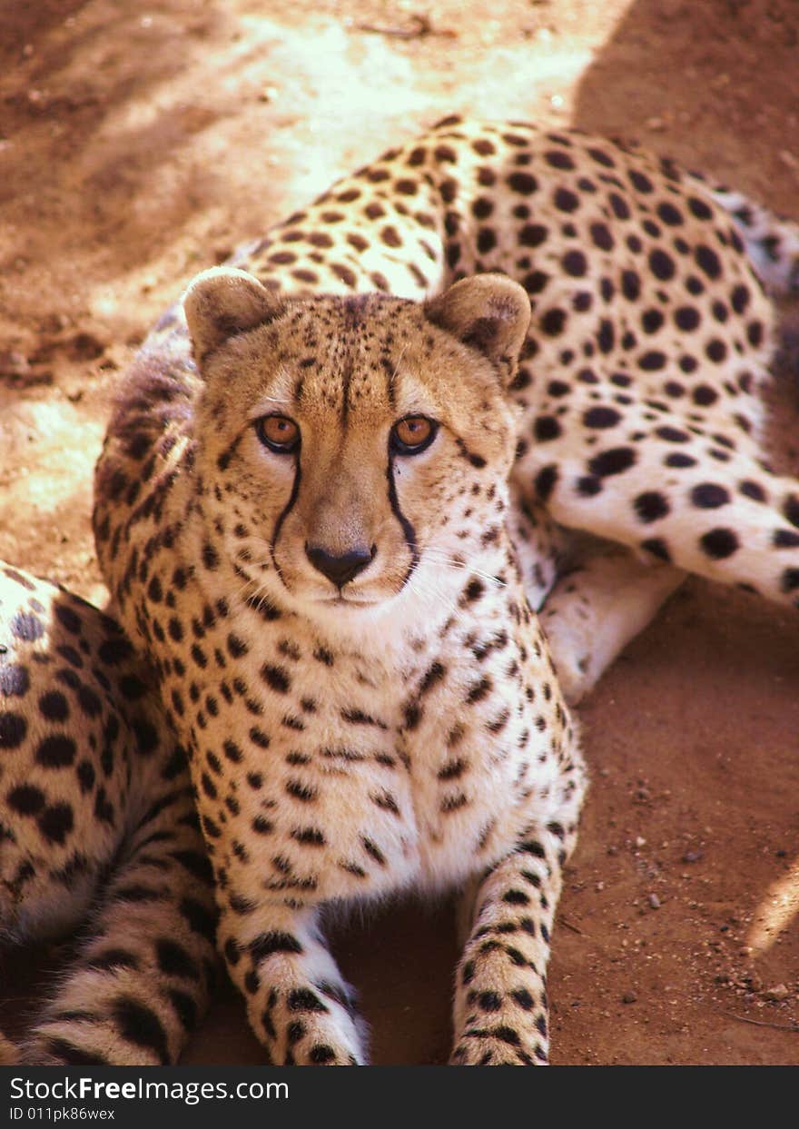 A cheetah stares past the camera at his potential prey.