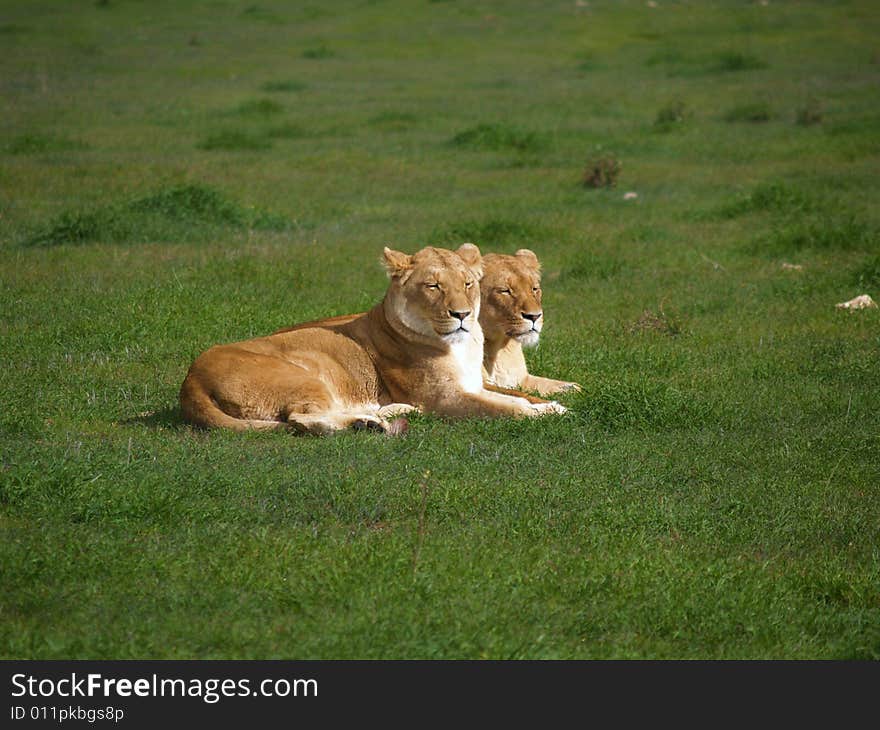 Two lions sit side by side in the warm winter sun at Monarto zoo, South Australia. Two lions sit side by side in the warm winter sun at Monarto zoo, South Australia.