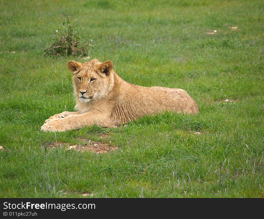 A lion cub sits in the grass....waiting for something to play with. Monarto zoo South Australia