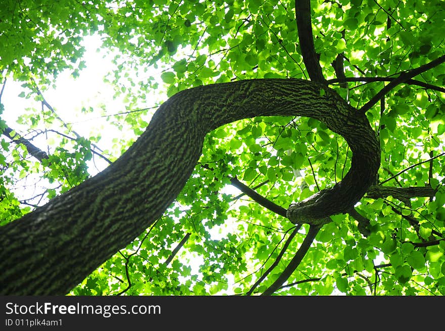 A curly tree in a forest