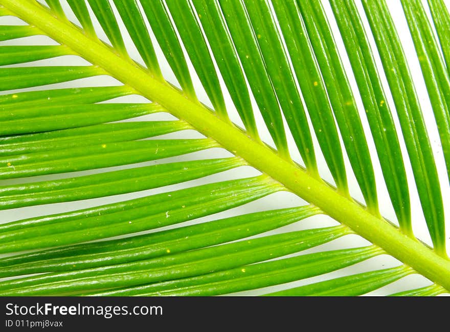 A photograph of a fern against a white background. A photograph of a fern against a white background