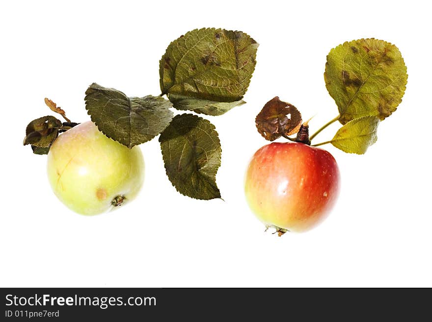 Wild apples on white background.