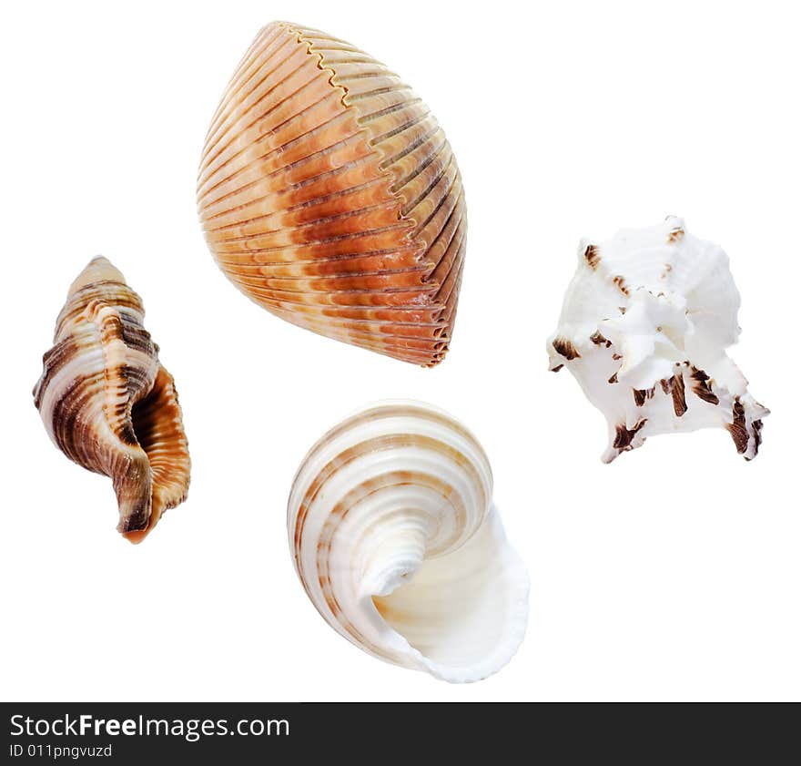 Seashells isolated on white background