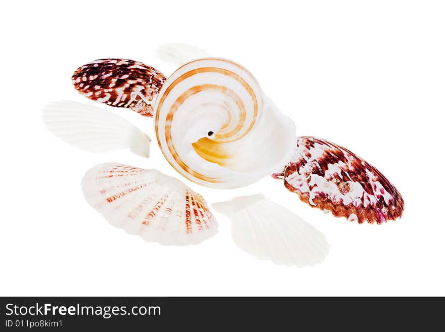 Seashells isolated on white background