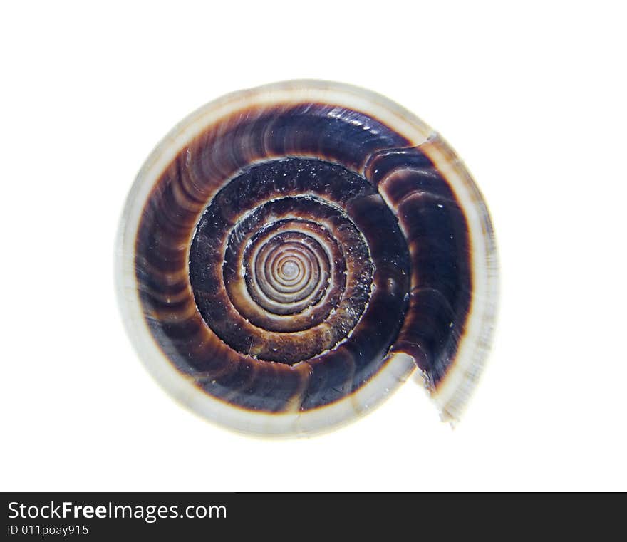 Swirl seashell isolated on white background