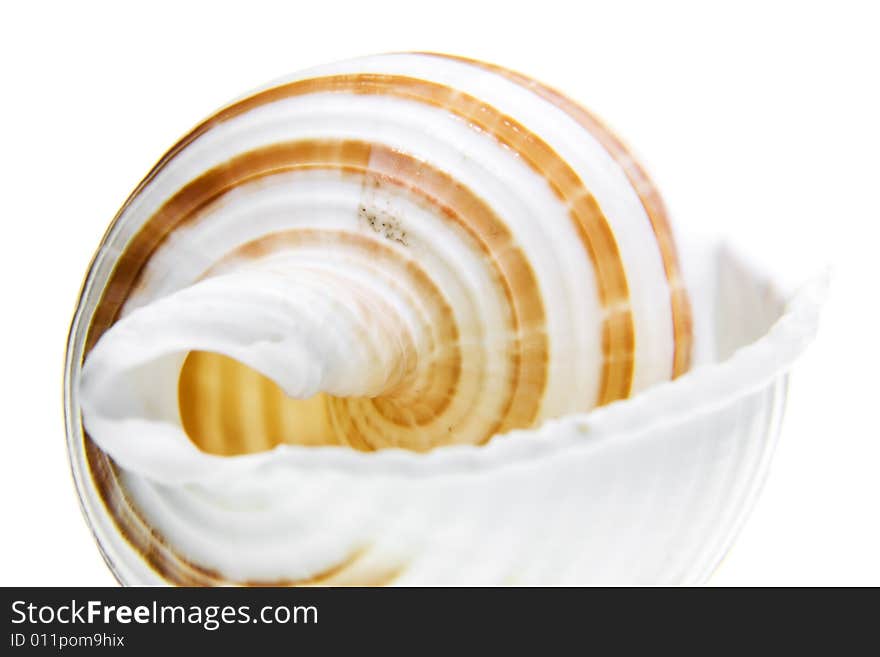 Seashell isolated on white background