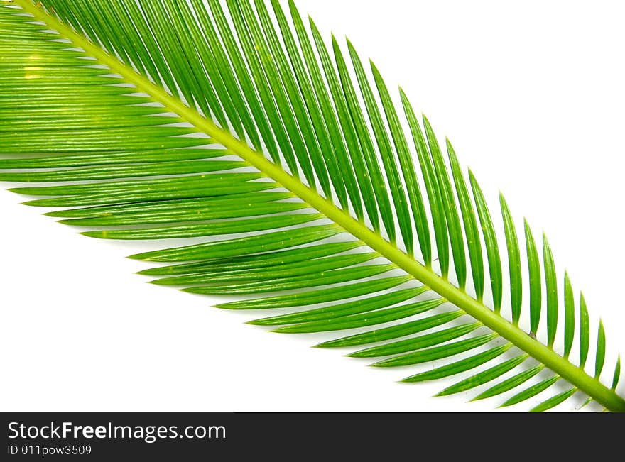 A photograph of a tree branch against a white background