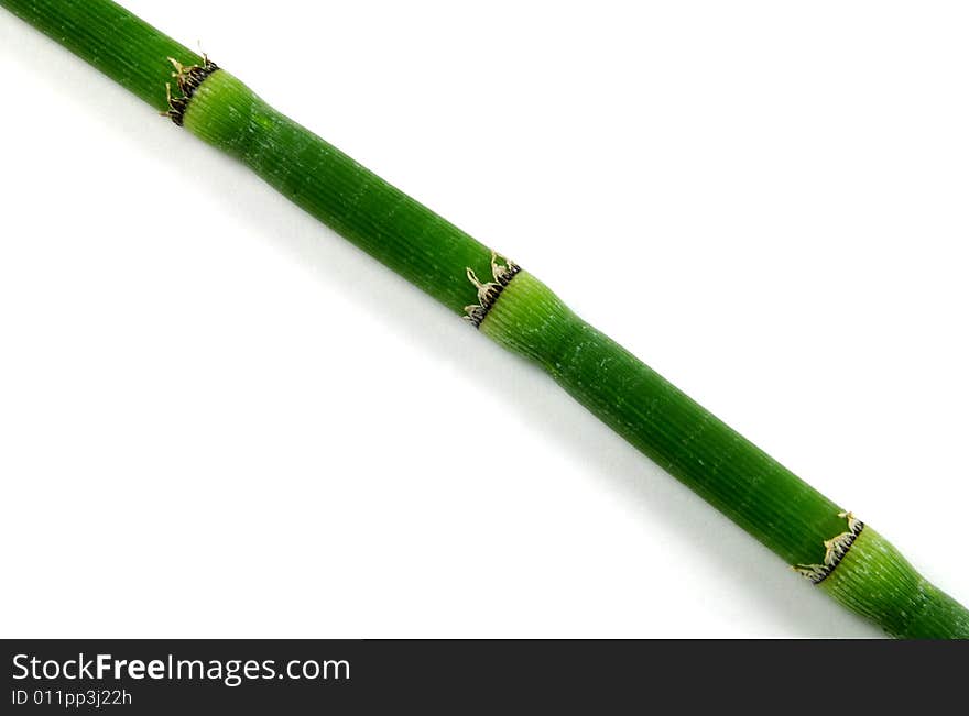 A photograph of a plant shoot against a white background