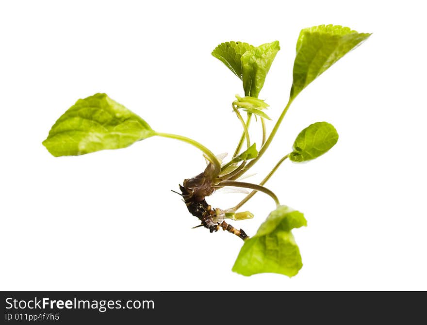 Plant isolated on white