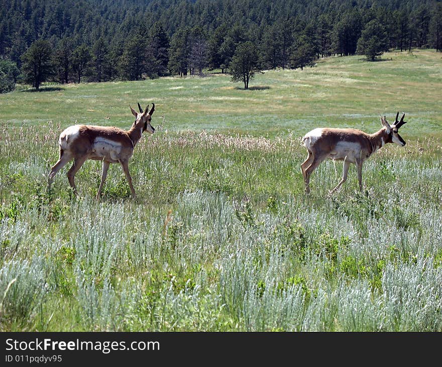 Antelope Pair