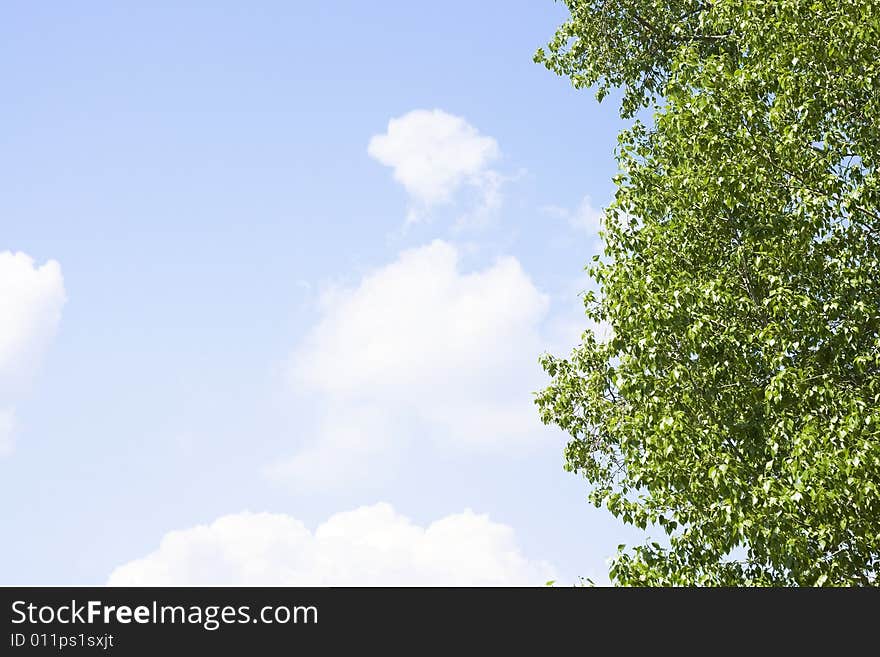 Spring flower blossom. Clouds in sky.