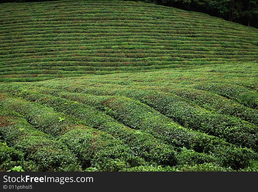 Tea garden on the hill.