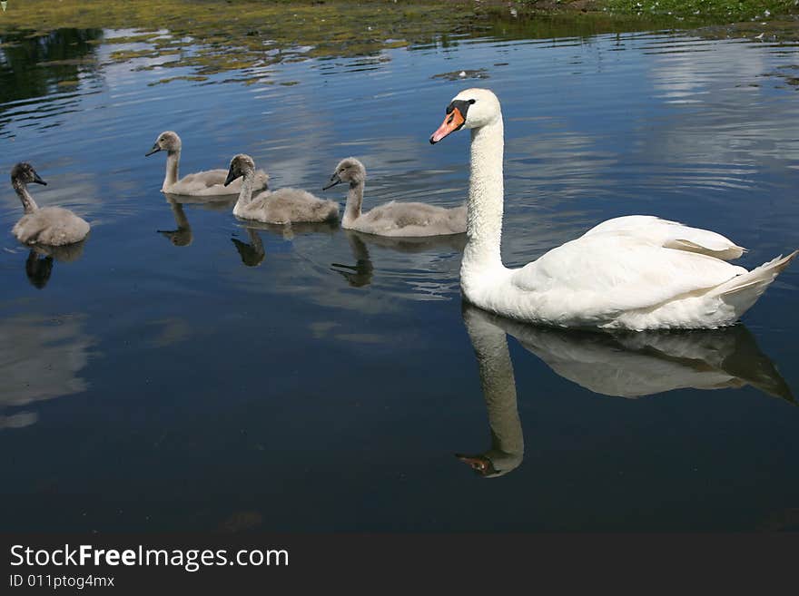 Swan Family