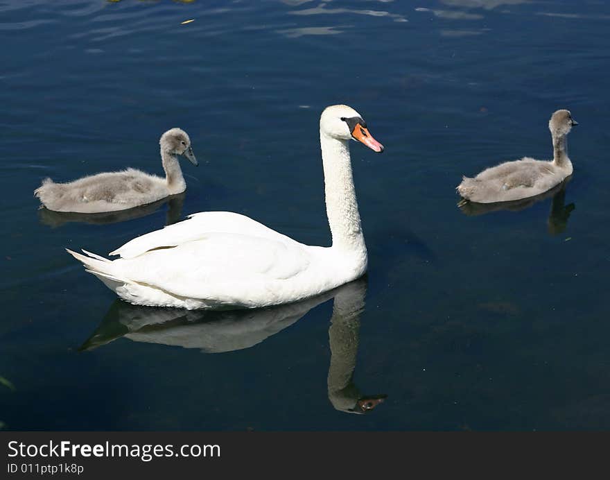 Small swan family in July month