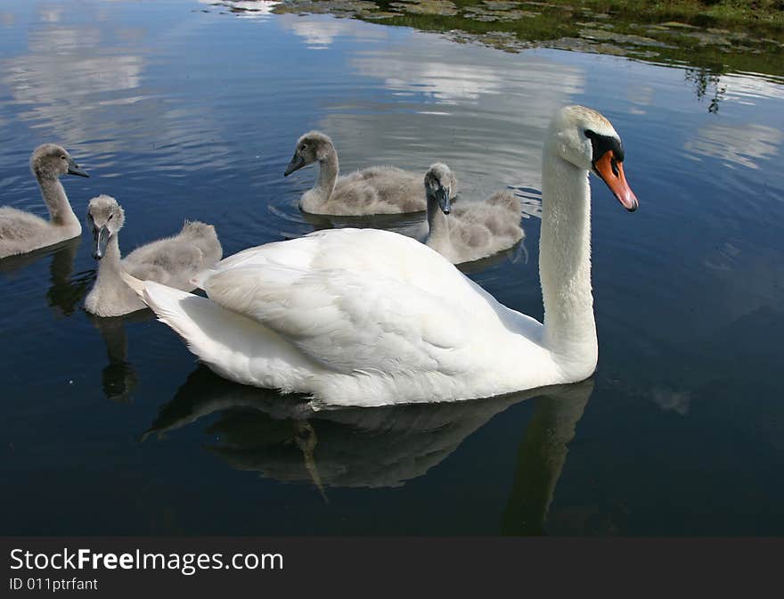 Small swan family in July month