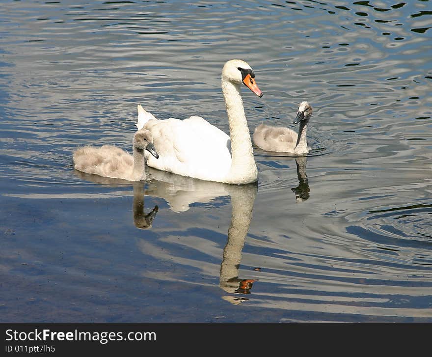 Small swan family in July month