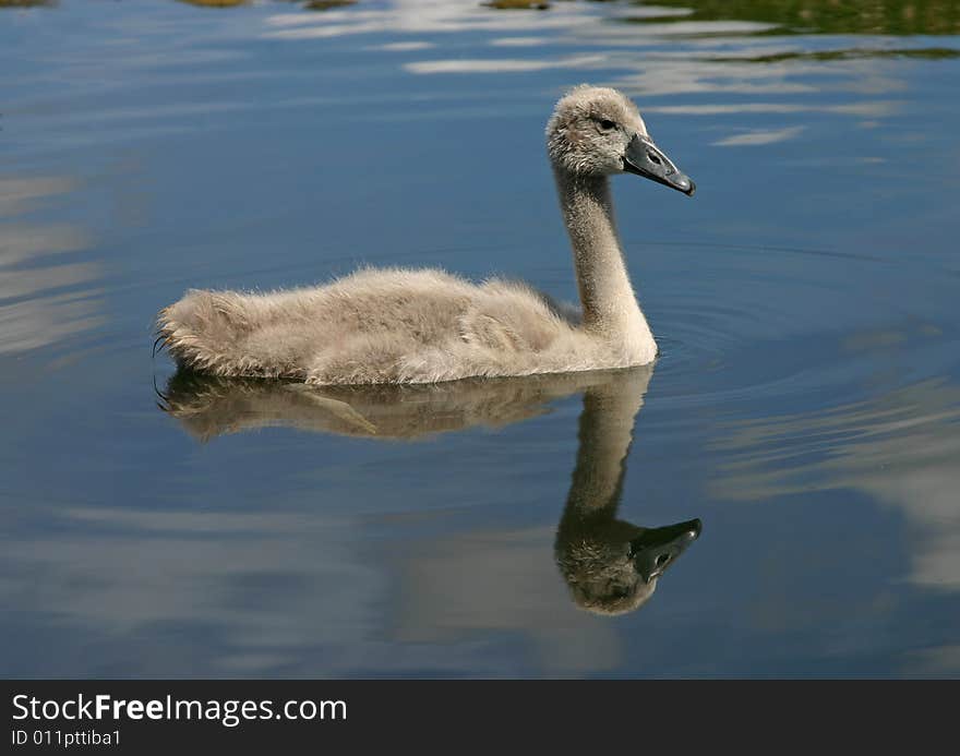 Small swan family in July month