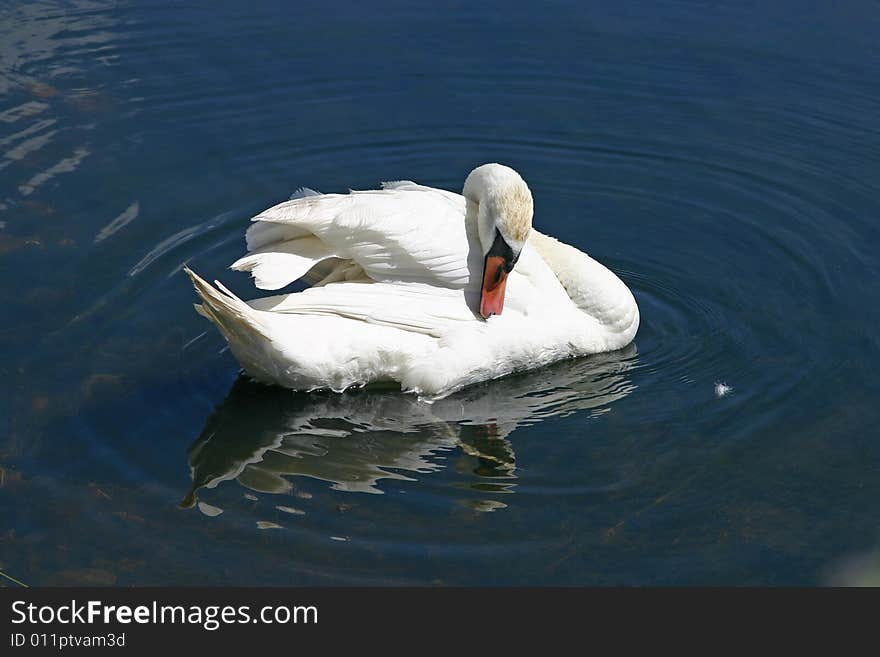 Swan cleans itself, july, taastrup