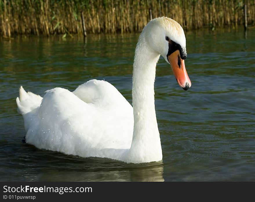 Wild swans near a lakeshore