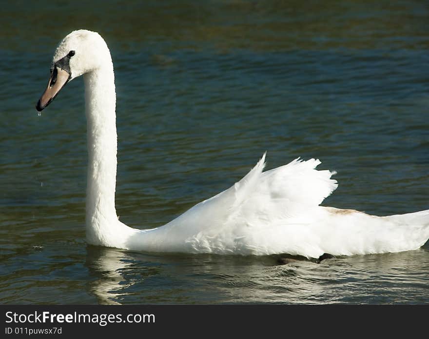 Wild swans near a lakeshore Ohrid Makedonya