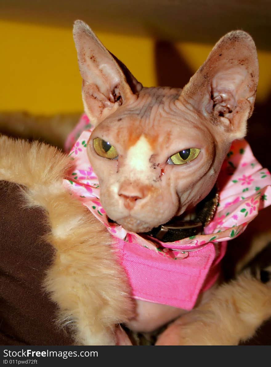 A close shot of a Canadian hairless, or sphynx cat, wearing a pink floral dress and studded collar, laying in a soft and furry brown bed looking out. A close shot of a Canadian hairless, or sphynx cat, wearing a pink floral dress and studded collar, laying in a soft and furry brown bed looking out