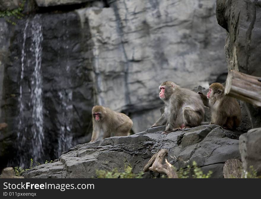 Monkeys sitting on grey rock.