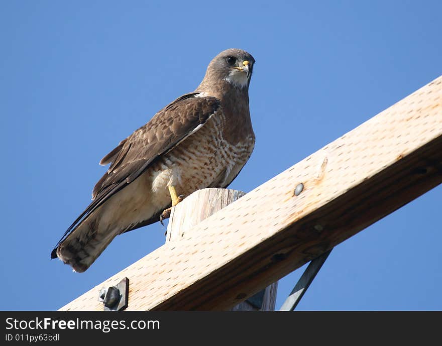 Hawk perched on a pole. Hawk perched on a pole